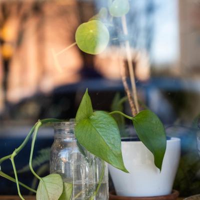 Plants by the window.