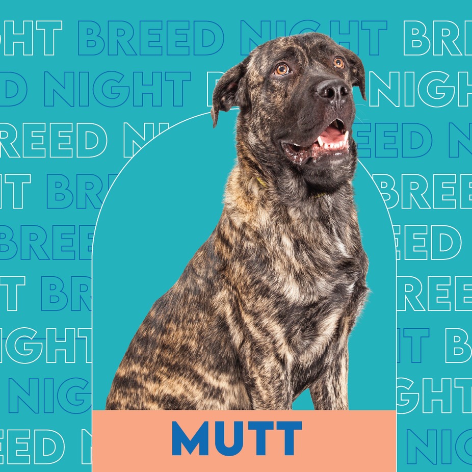 Mutt Breed Night event photo