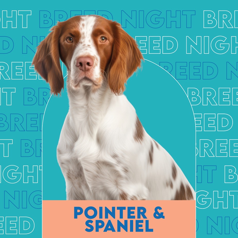 Breed Night: Pointers and Spaniels event photo