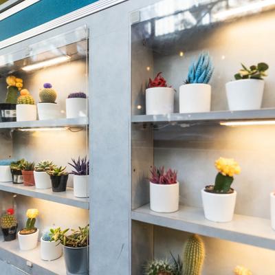 Interior, wall shelves decorated with various pot succulents.