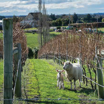 Two sheep in a vineyard