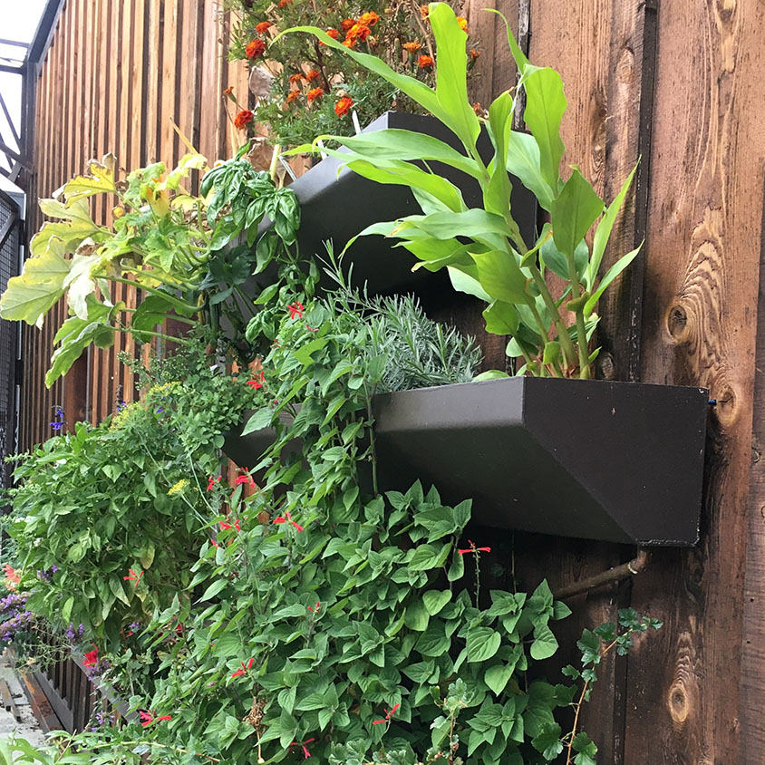 wall with planted herbs