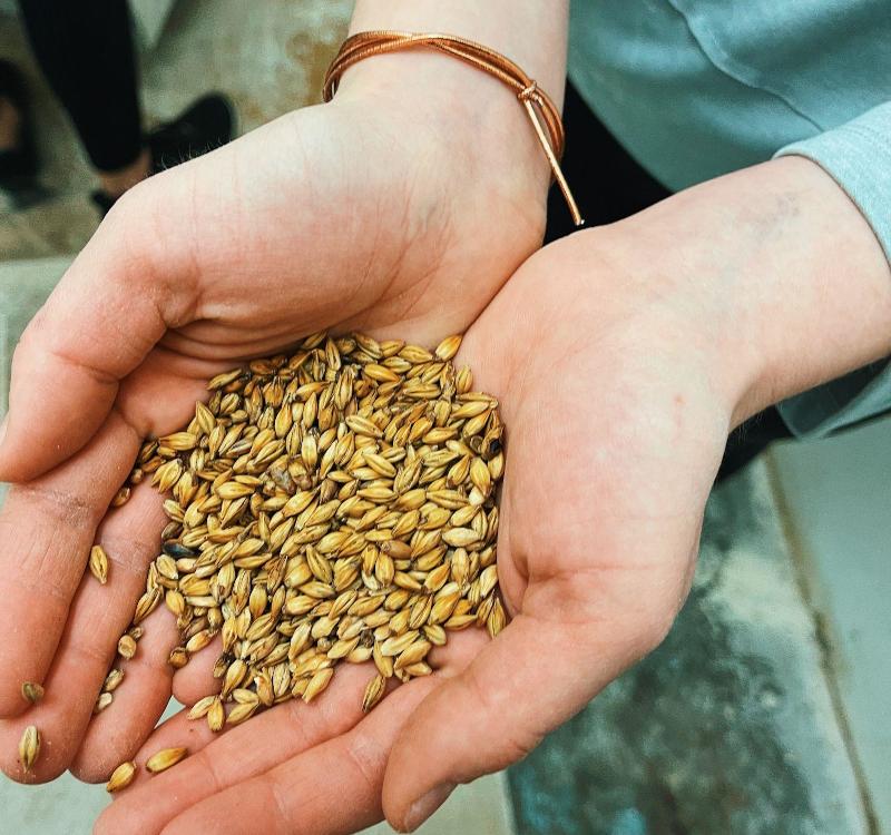 a person holding a handful of grain