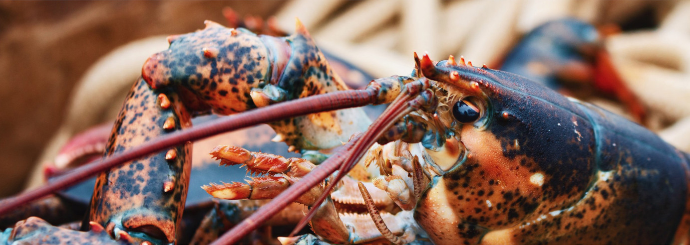 Fresh lobsters closeup