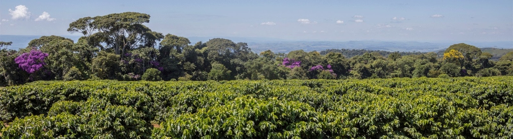 Brazillian coffee plantation