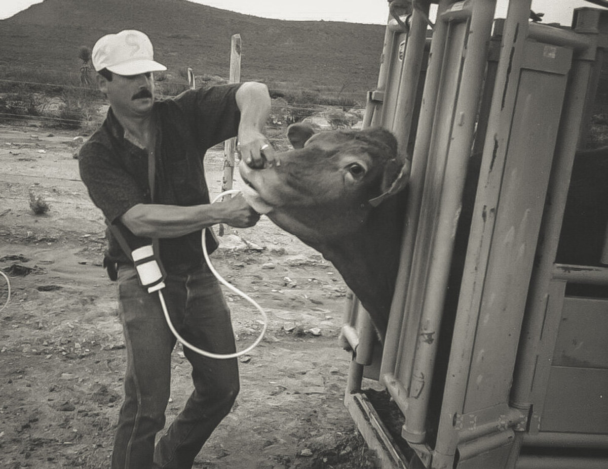 Farmer standing next to cow