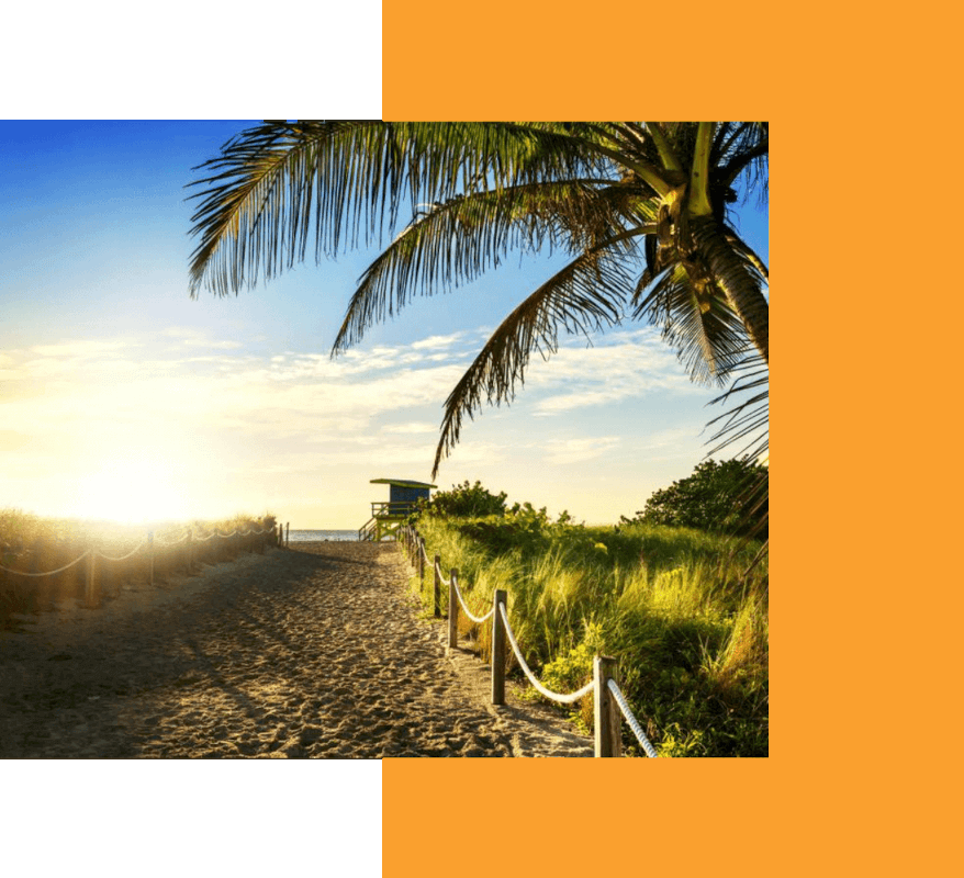 A palm tree by the beach pathway on a sunny day
