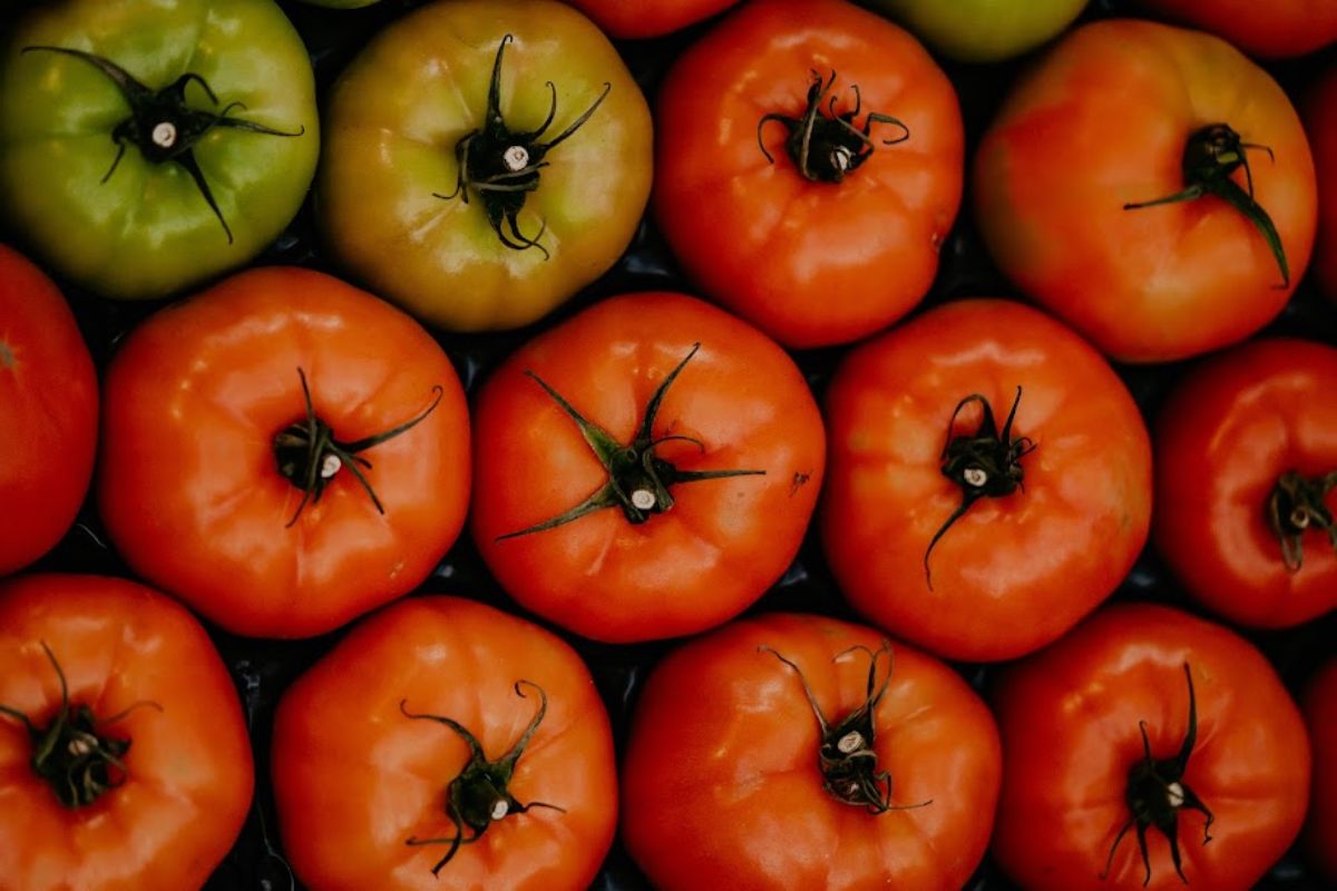 Fresh tomatoes in the basket