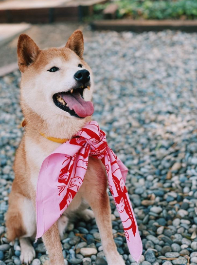 a dog with a red bandana on its neck