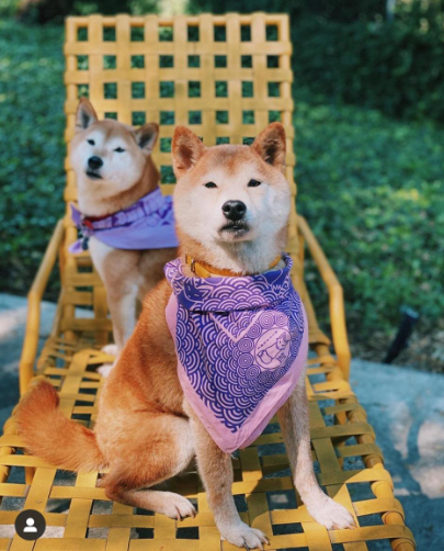 two dogs sitting on a yellow lawn chair