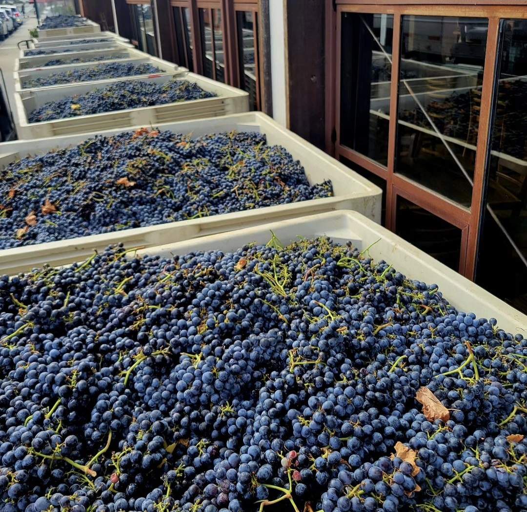 Harvested grapes stored in numerous bins at a winery.