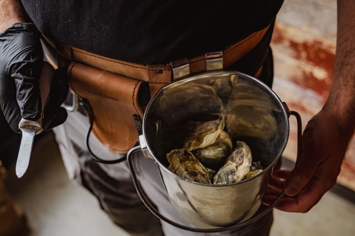 Bucket of fresh oysters on a shucker’s belt