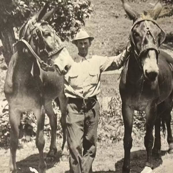 Man between two mules