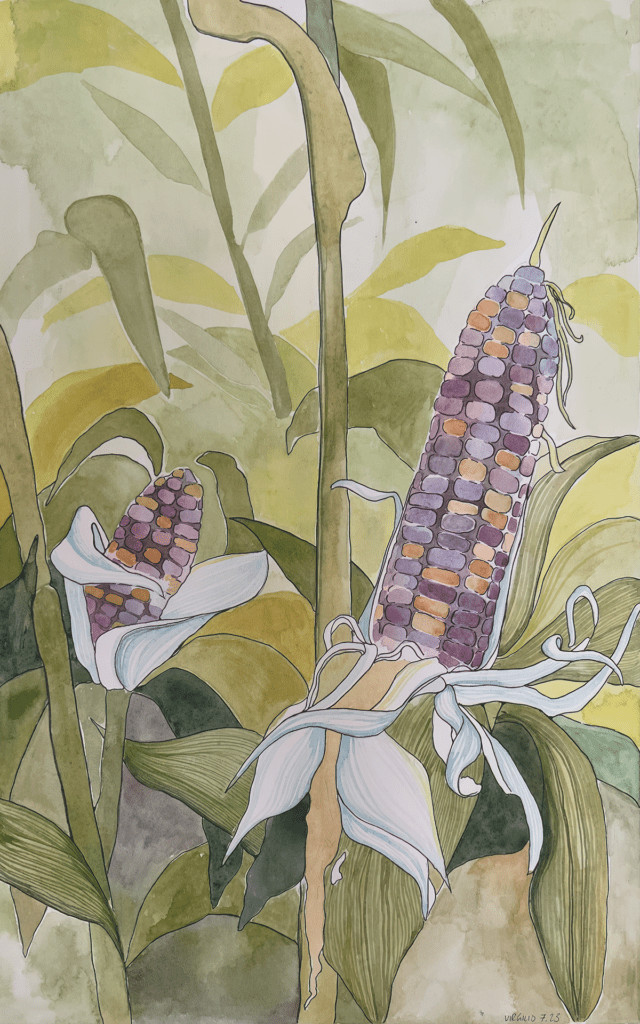 A watercolor painting depicting two ears of corn with multicolored kernels.