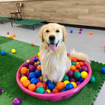 a dog sitting in a pool of balls