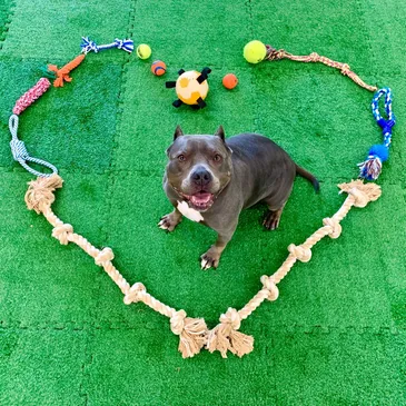 a dog standing in a heart shape made of rope and balls