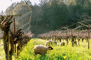 a group of sheep in a vineyard