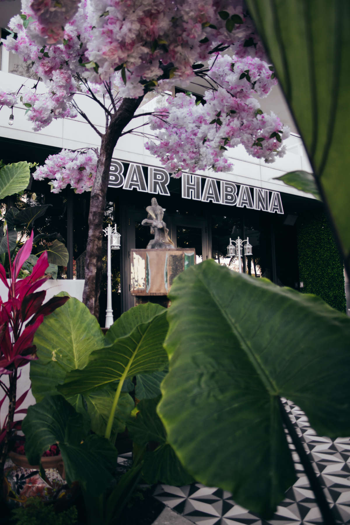 Colorful flower blooming in front of a bar named Bar Havana.