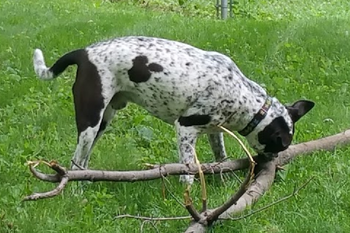 smoked brisket plate