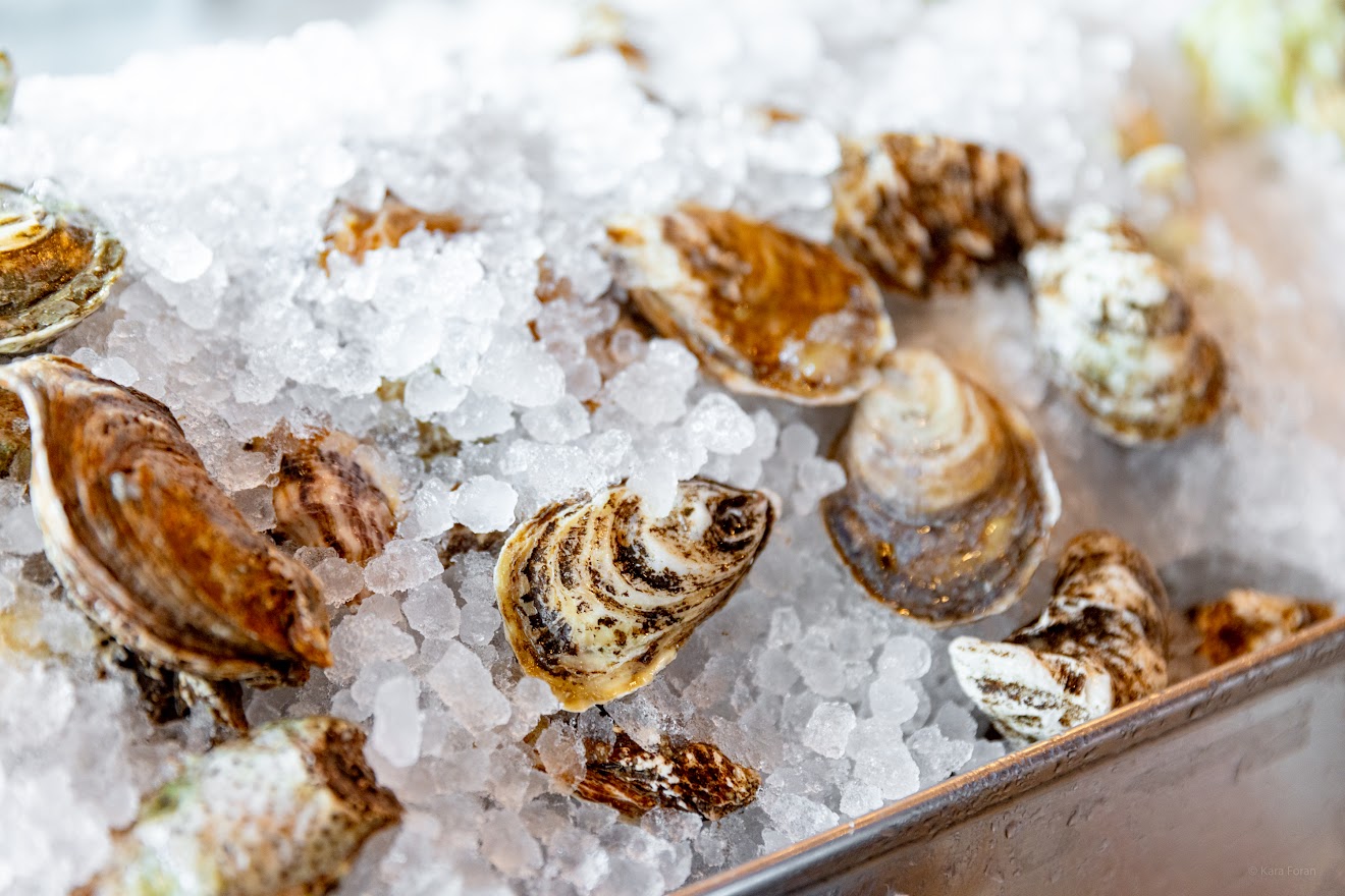 Oysters in ice