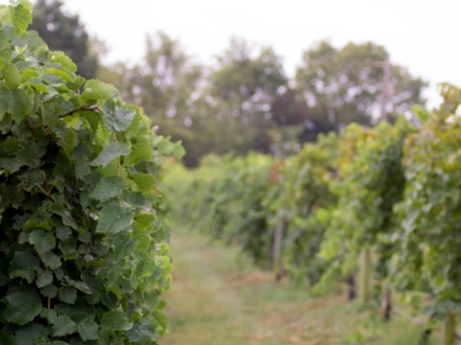 Vineyards