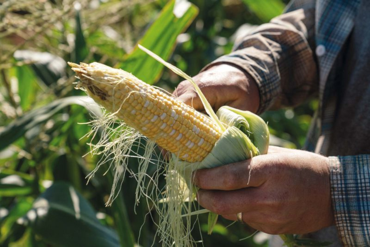 man holding a corn